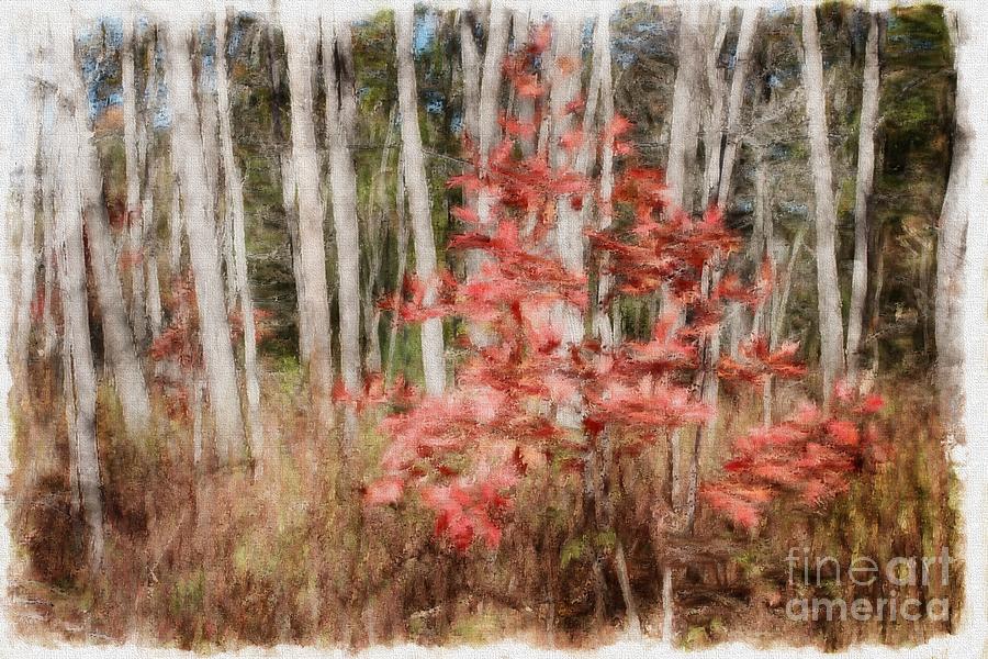 Red Leaves Among Birch Trees Photograph by Marcia Lee Jones