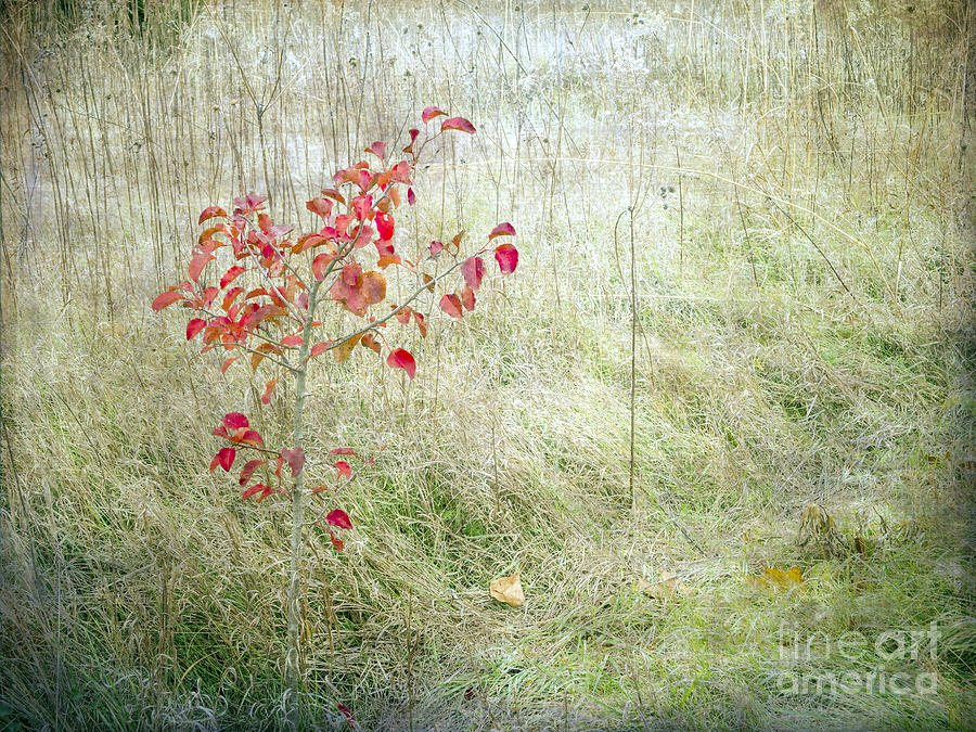 Red Leaves Amongst Grass Photograph by Tamara Becker