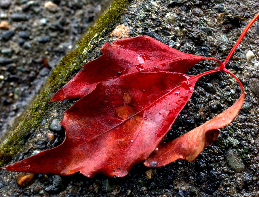 Red Leaves and Concrete Photograph by Barbara  White