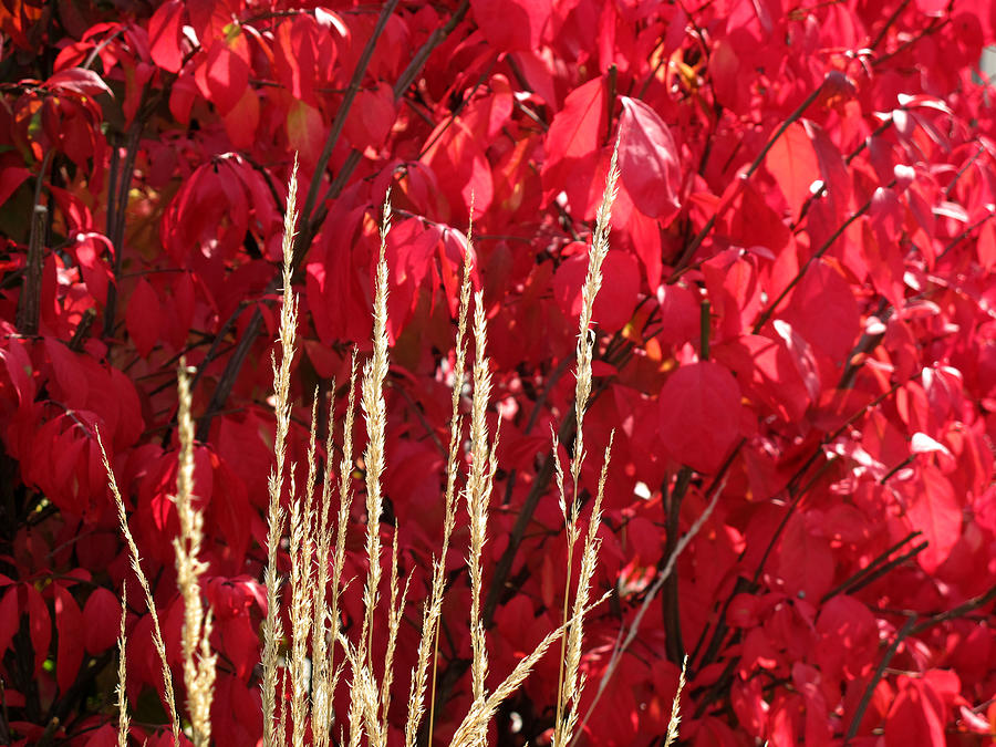 Red Leaves and Dry Grass Photograph by Lyle Crump