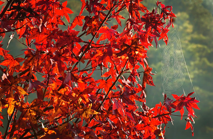 Red Leaves and Spider Web Photograph by Bill Chambers