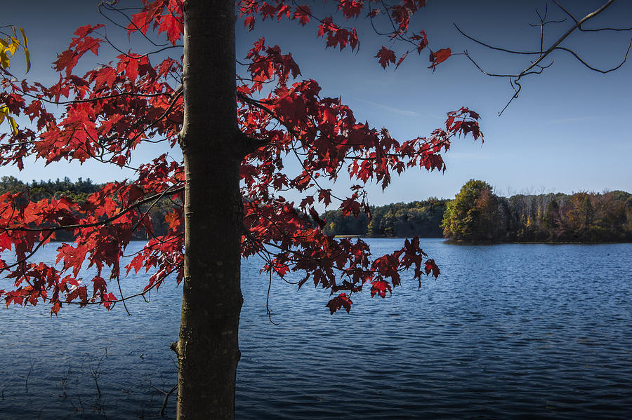 Red Leaves and Tree Trunk in Autumn Photograph by Randall Nyhof