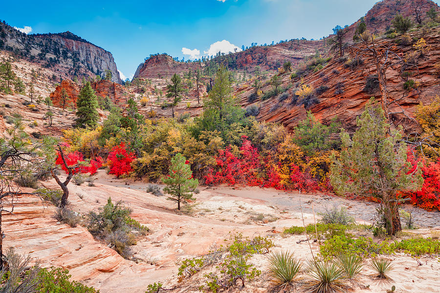 Red Leaves At Zion National Park Photograph