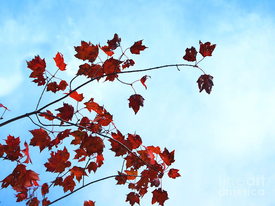Red Leaves Blue Sky Photograph Photograph by Kristen Fox