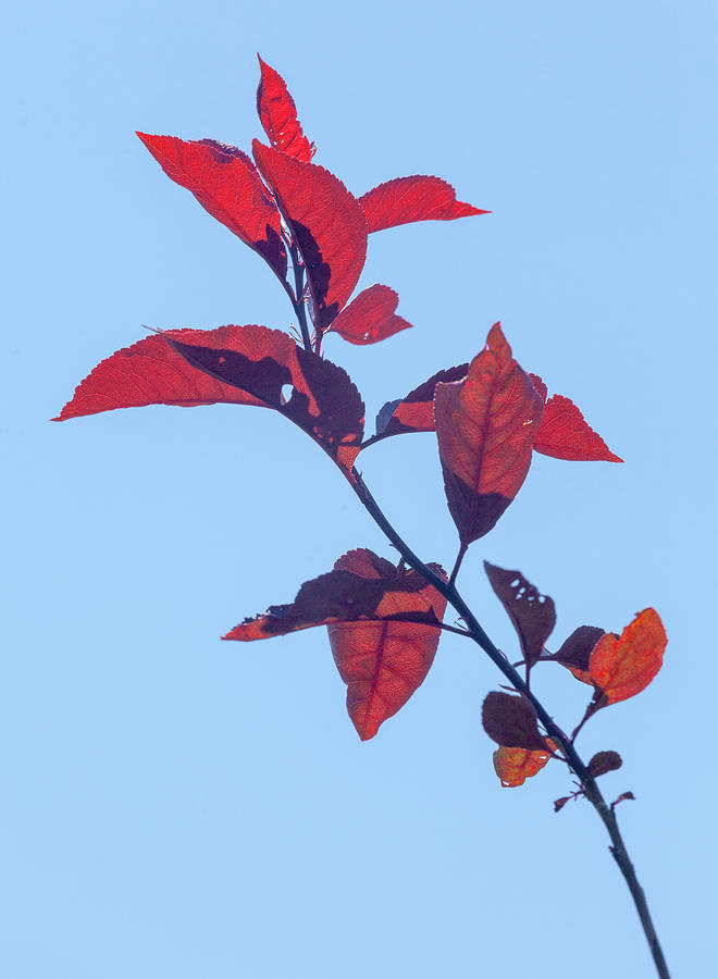 Red Leaves Blue Sky Photograph by Robert Ullmann