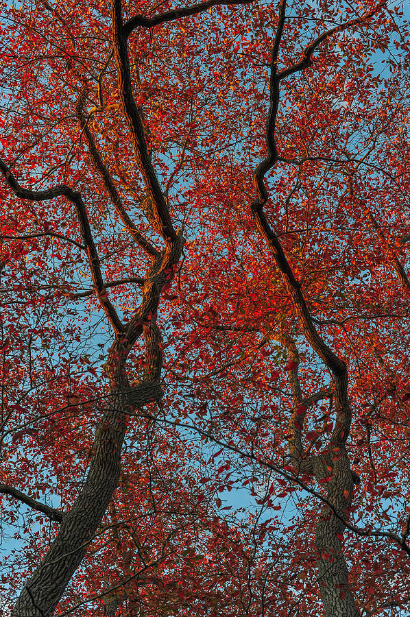 Red Leaves Blue Sky Two Trees Photograph by Terry DeLuco
