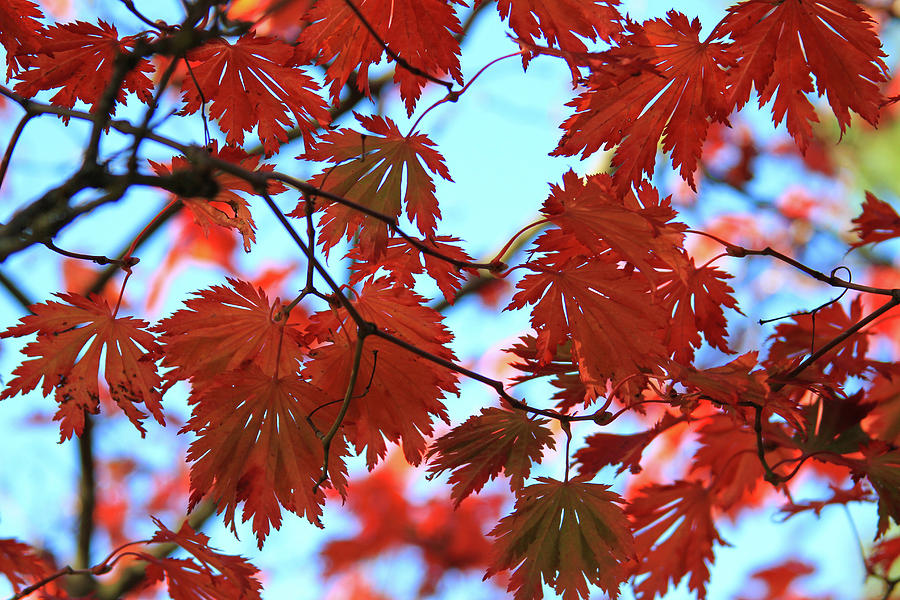Red Leaves Photograph by Bonnie Follett