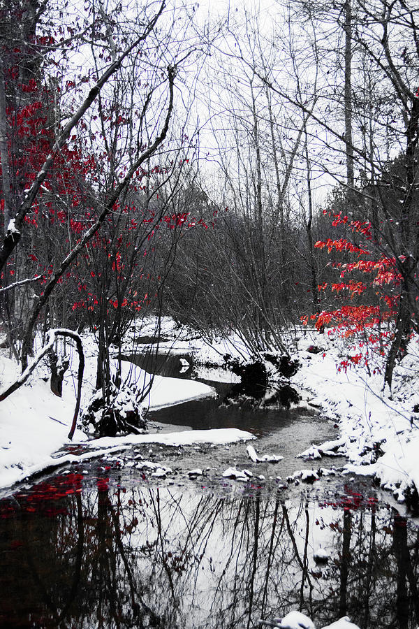 Red Leaves by the Stream Photograph by Parker Cunningham