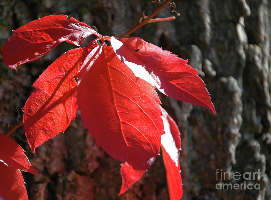 Fall Photograph - Red Leaves Climbing by Kathy Carlson