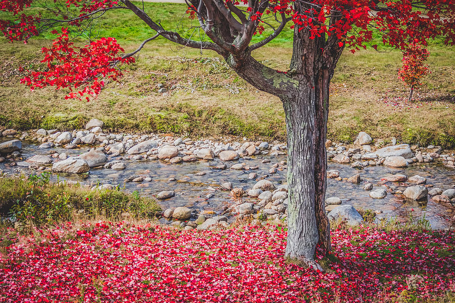 Fall Photograph - Red Leaves Falling by Black Brook Photography