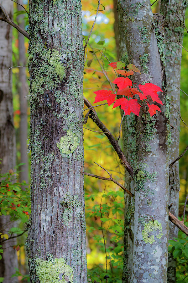 Red Leaves Photograph by Gary Lengyel