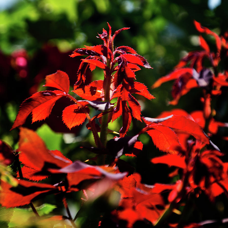 Red Leaves Photograph by George Taylor