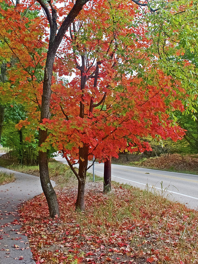 Red Leaves Hang On and Let Go on Trail to North Beach Park in Ottawa County, Michigan Photograph by Ruth Hager