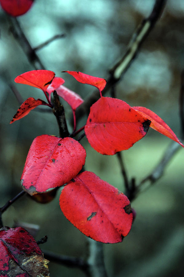 Red Leaves In A Gentle Rain 7456 H_2 Photograph by Steven Ward