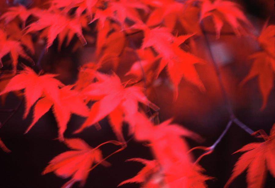 Red Leaves In Fall  Photograph by Lyle Crump