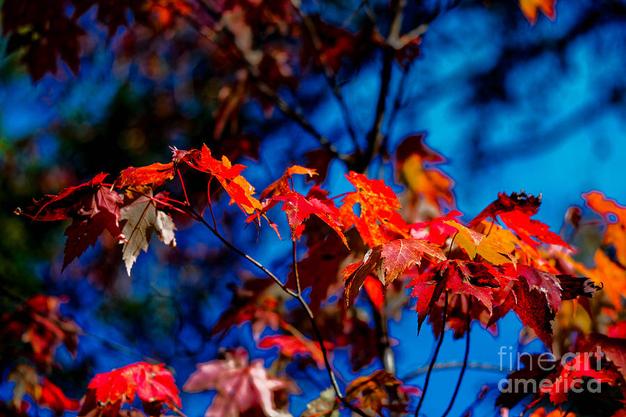 Red Leaves In Fall Photograph by Paul Mashburn