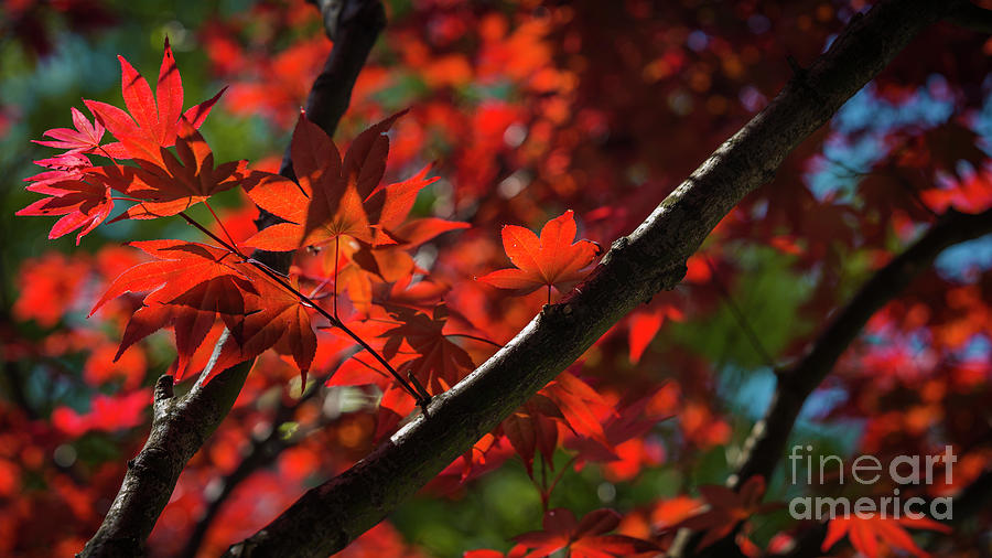 Red leaves in spring sun Photograph by Agnes Caruso