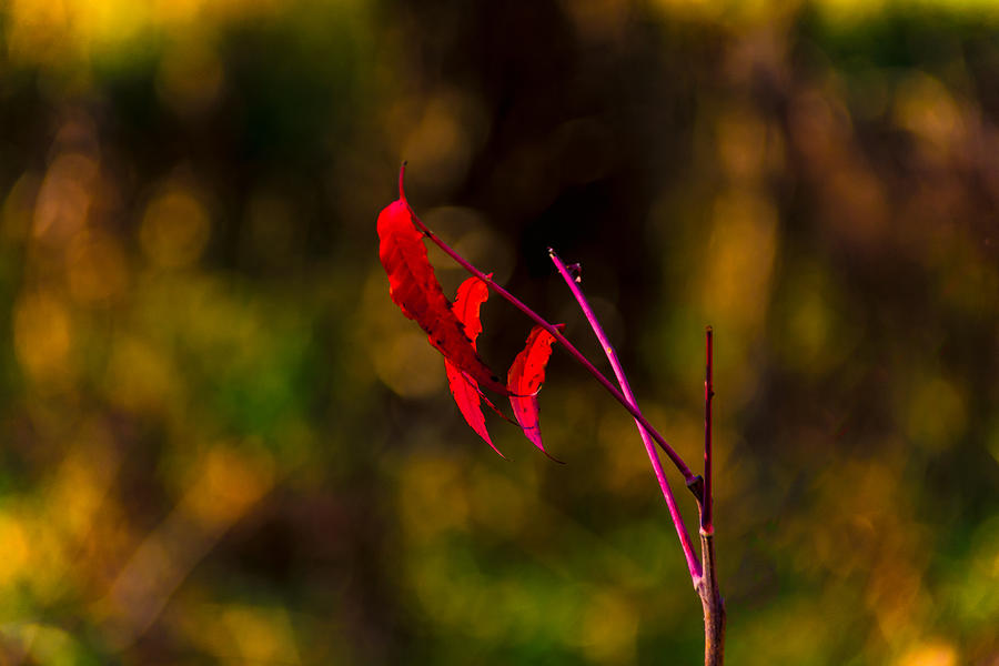 Red Leaves Photograph by Jay Stockhaus