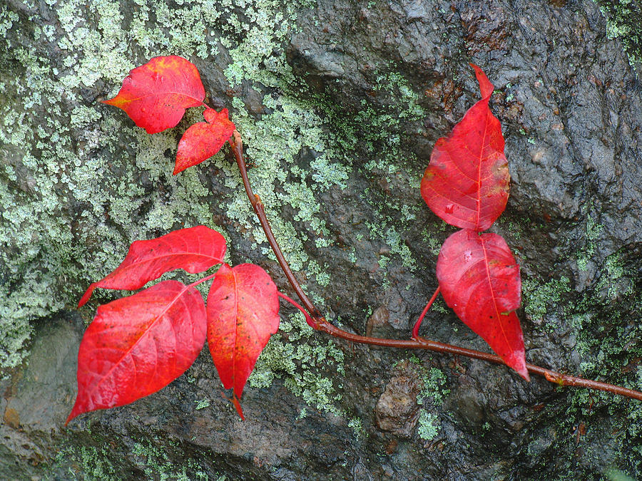 Red Leaves Photograph by Juergen Roth