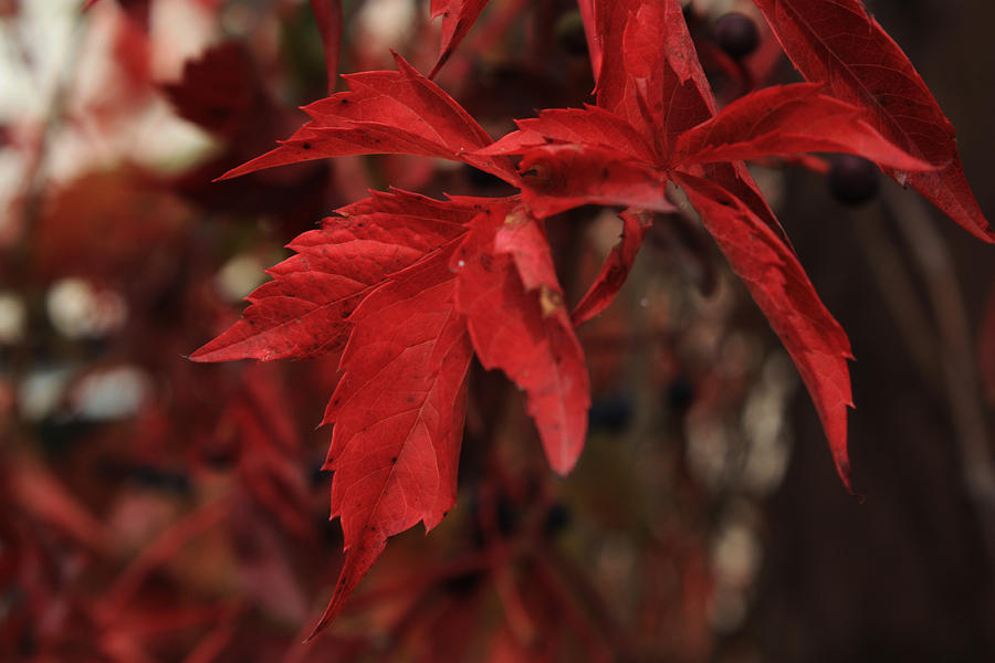 Red Leaves October Photograph by David Matthews