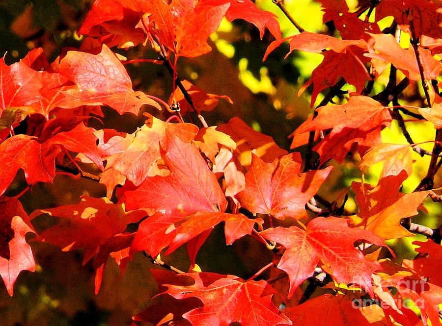 Red Leaves Of Autumn Photograph