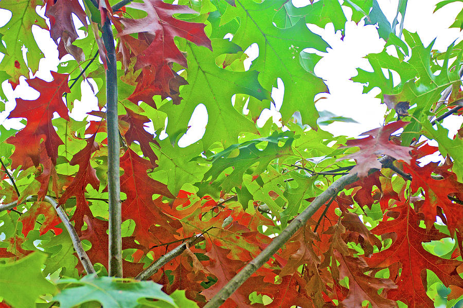 Red Leaves of Pin Oak along Rogue River from Rogue River Boardwalk in Rockford, Michigan  Photograph by Ruth Hager