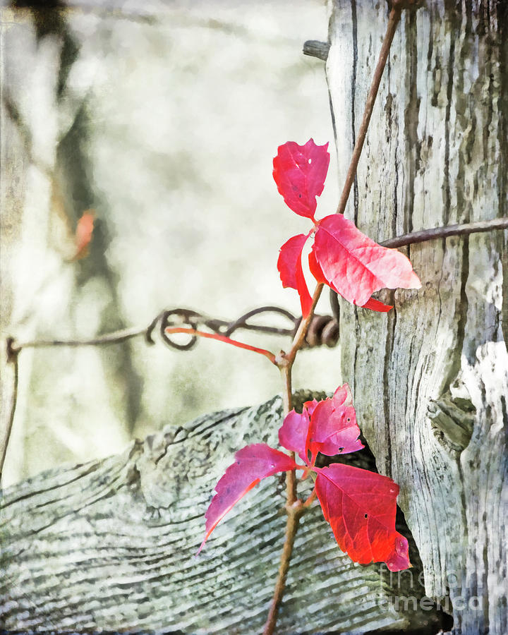 Red Leaves On An Old Fence Post Photograph by Hal Halli