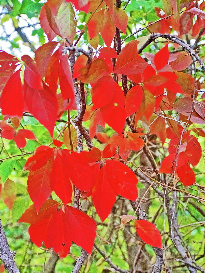 Red Leaves on White Pine Trail in Kent County, Michigan Photograph by Ruth Hager