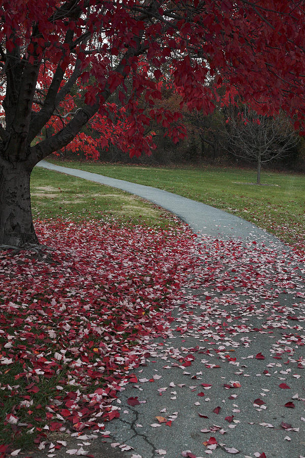 Red Leaves on Winding Path Photograph by William Kuta