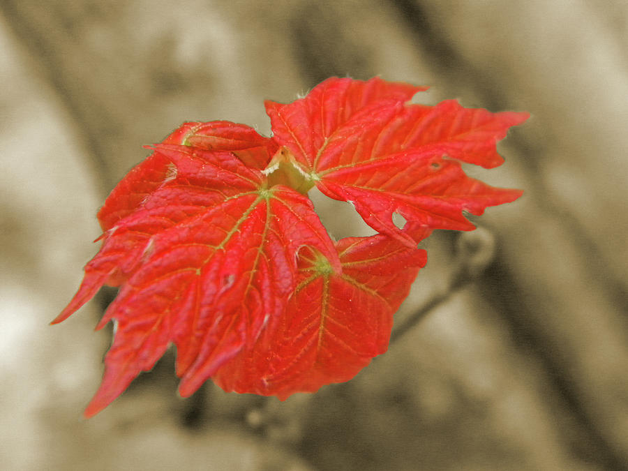 Red Leaves Photograph