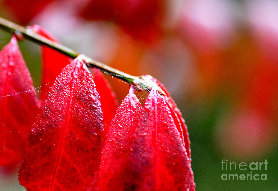 Red Leaves Photograph by Tatyana Searcy