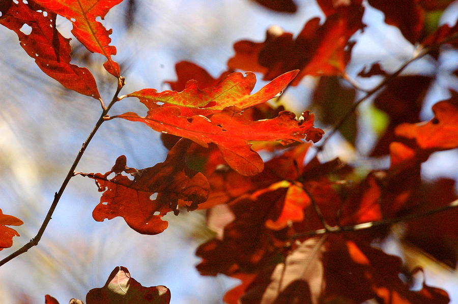Fall Photograph - Red Leaves by Teresa Blanton
