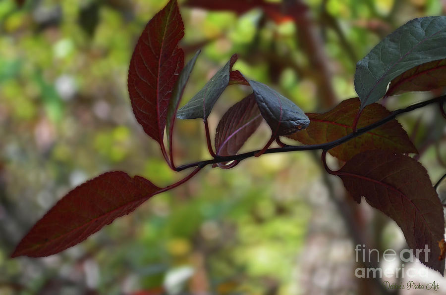 Red Leaves with Bokeh Photograph by Debbie Portwood