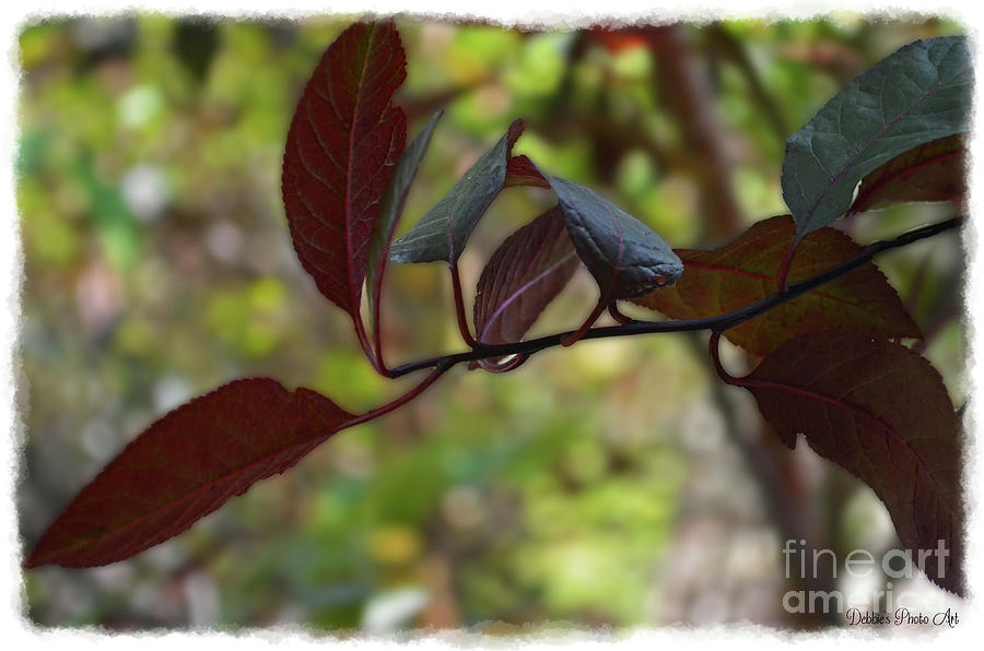 Red Leaves with frame Photograph by Debbie Portwood
