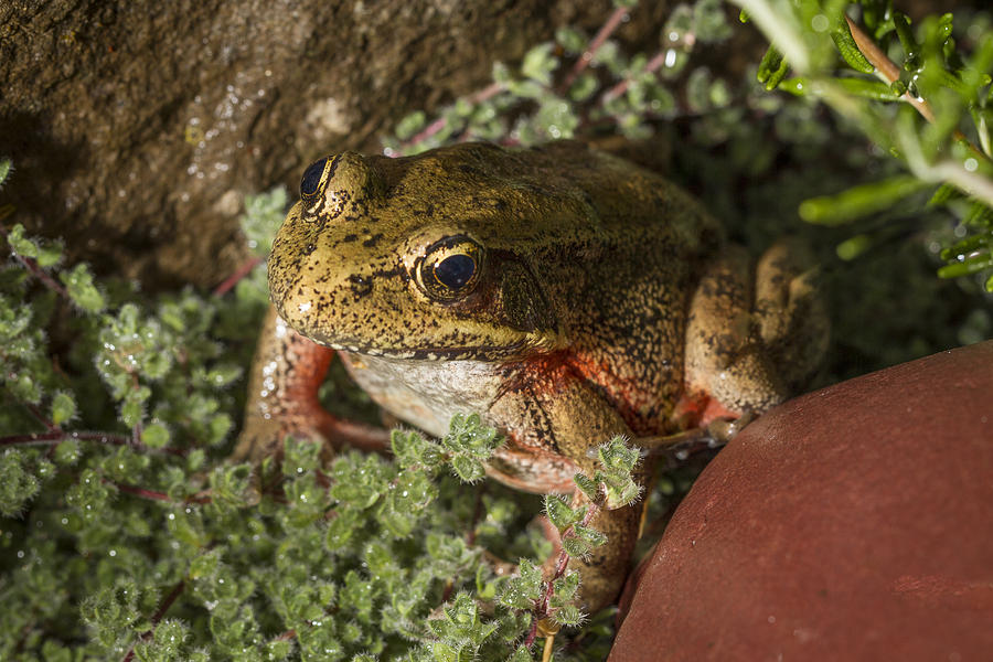 Nature Photograph - Red Legged Frog by Jean Noren