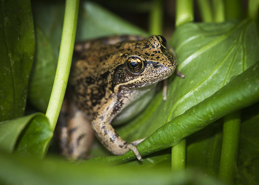 Red-legged Frog  on Plant Photograph by Robert Potts