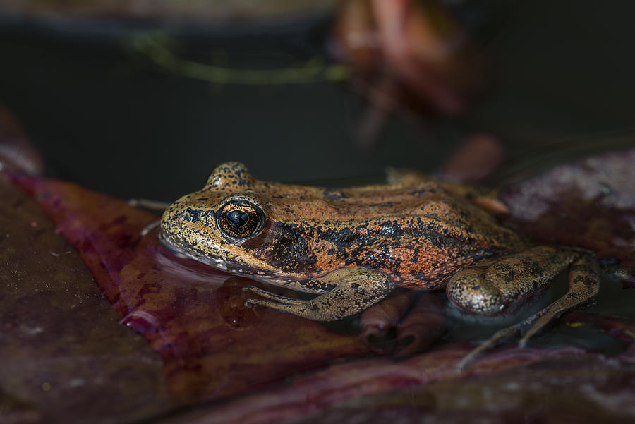 Animal Photograph - Red-legged Frog by Robert Potts