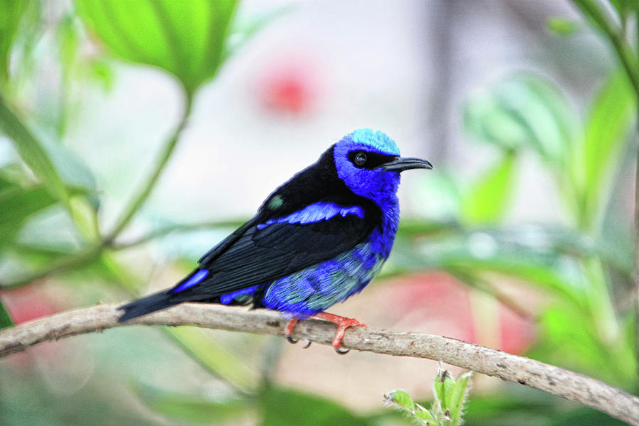 Red-Legged Honeycreeper - RDW003938 a photograph by Dean Wittle Photograph by Dean Wittle