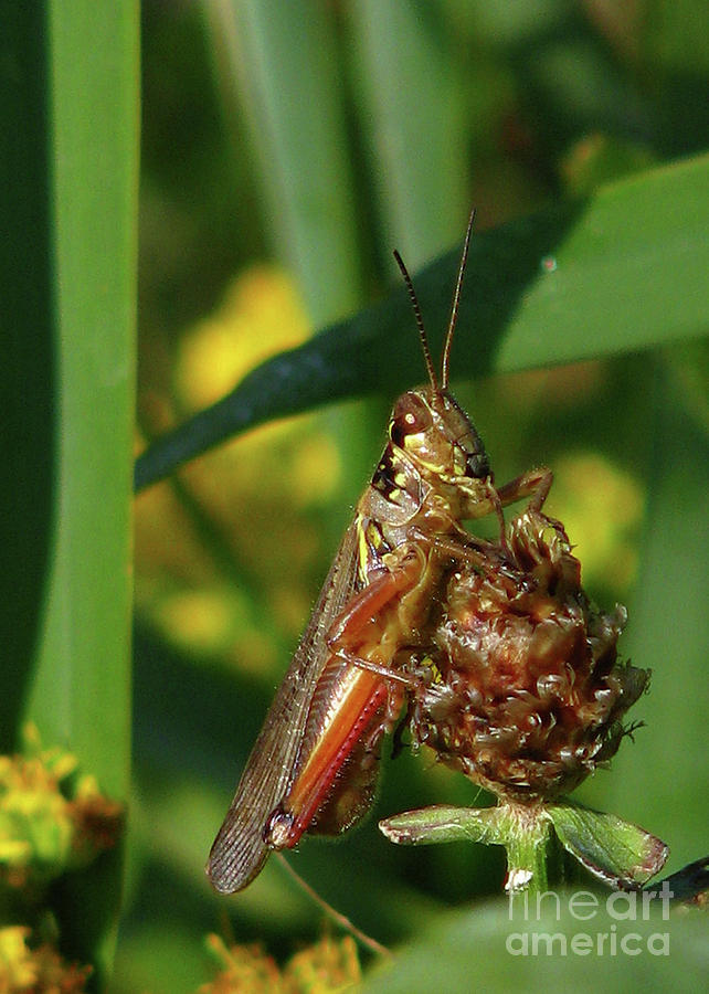 Red-legged Locust Photograph by Deborah Johnson