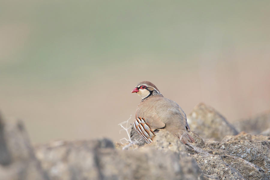 Red-Legged Partridge Photograph by Pete Walkden
