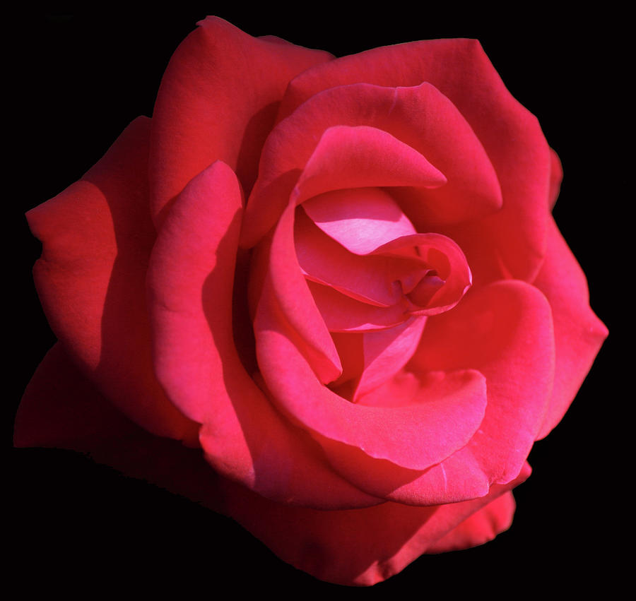 Rose Photograph - Red Let Freedom Ring Hybrid Tea Rose Close Up by Martin Valeriano