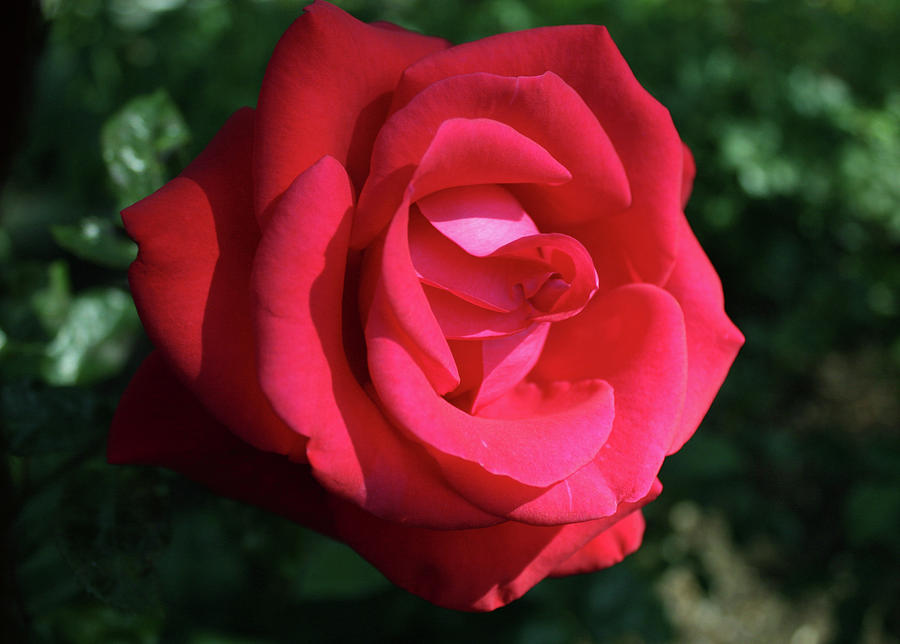 Red Let Freedom Ring Hybrid Tea Rose Photograph by Martin Valeriano