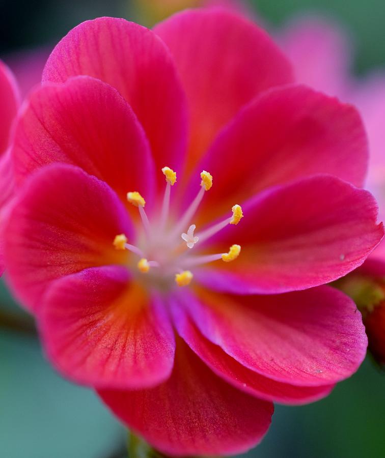 Red Lewisia Photograph by Jimmy Chuck Smith