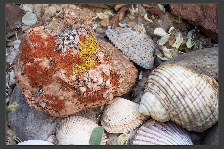 Red Lichen Rock with Shells Photograph by Feather Redfox