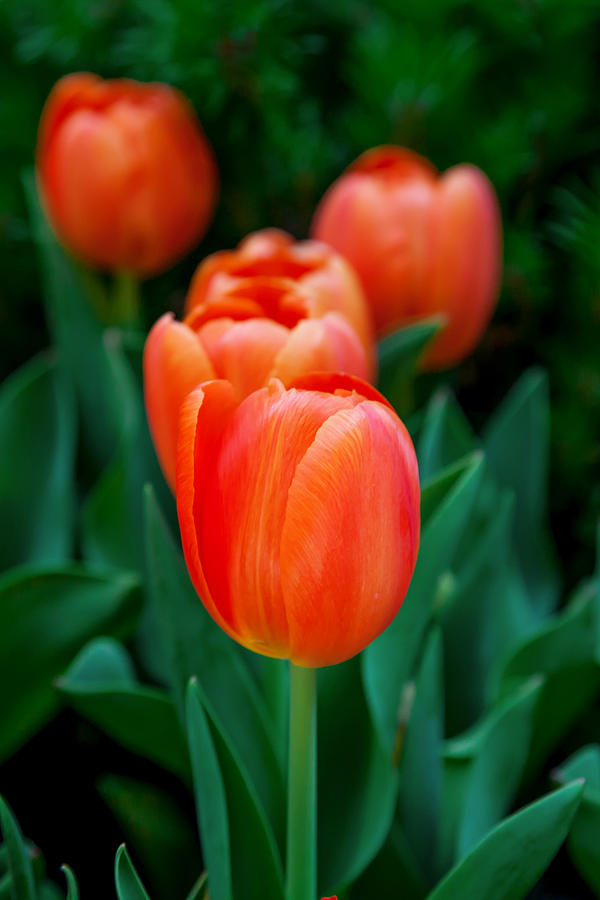 Spring Photograph - Red Tulips by Az Jackson