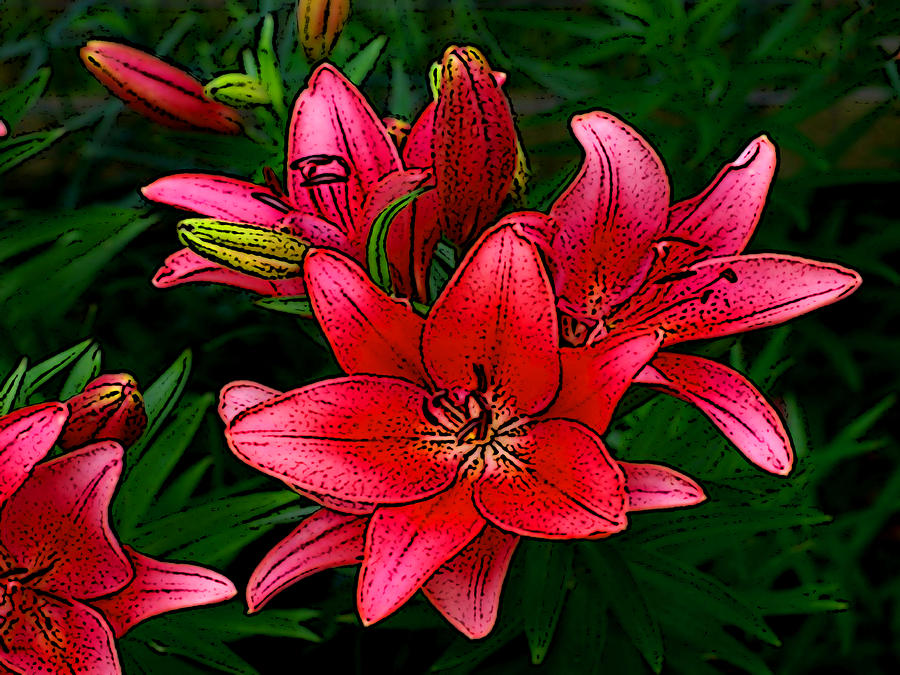 Lily Digital Art - Red Lilies by Ben Freeman