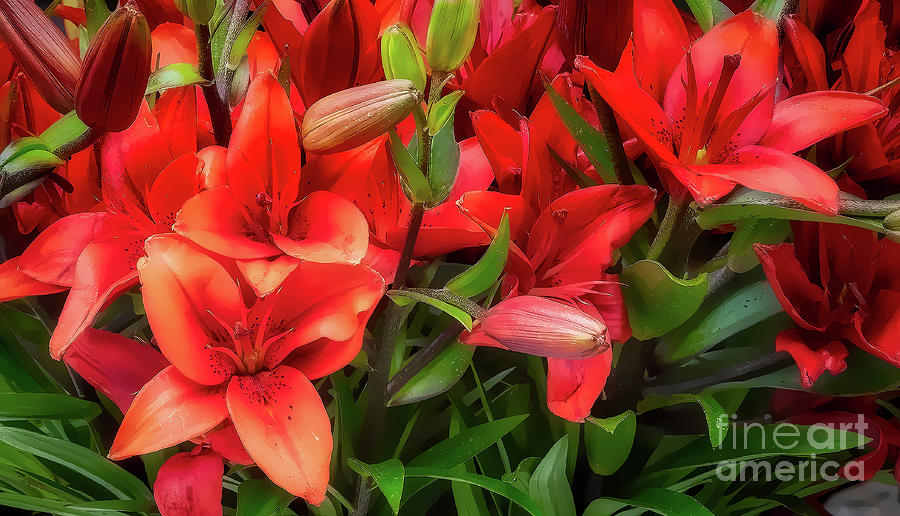 Red Lilies Photograph by Jerry Fornarotto