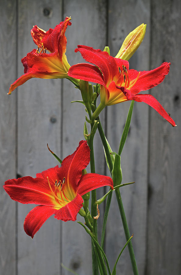 Red Lilies Photograph by Juergen Roth