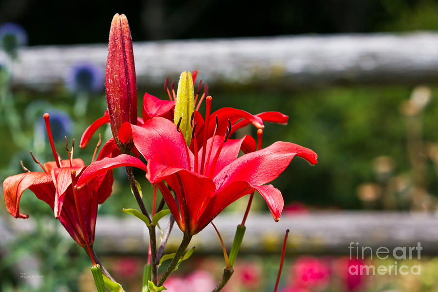 Red Lilies Photograph by Ms Judi