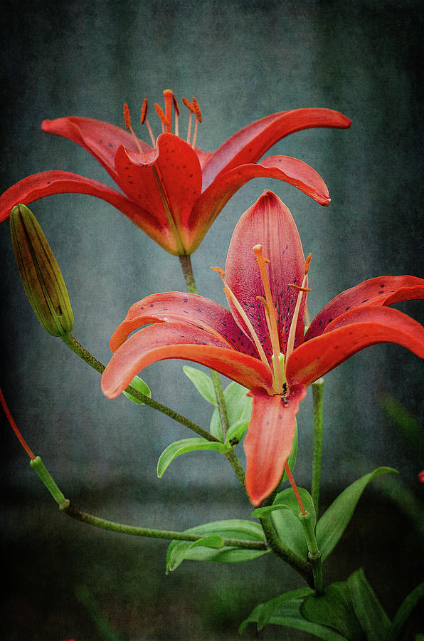 Red Lilies Photograph by Susan McMenamin